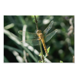 Impression Photo Female Keeled Skimmer Dragonfly