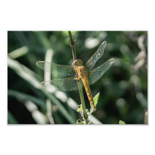 Impression Photo Female Keeled Skimmer Dragonfly (Devant)