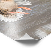 Impression Photo Femelle Hen Mallard Canard Atterrissant En Hiver S (Coin)