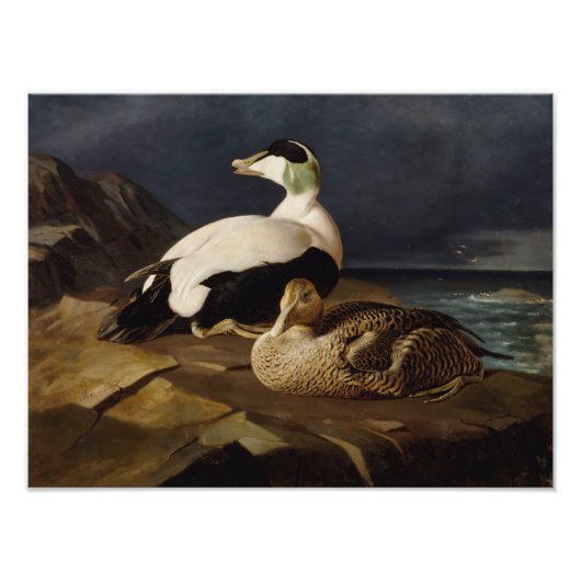 Impression Photo Ferdinand von Wright - Paire D'Eiders Communs (Devant)