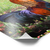 Impression Photo Ferme de croisière à coq 8x8 (Coin)