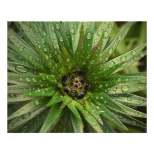 Impression Photo Fermer le plante