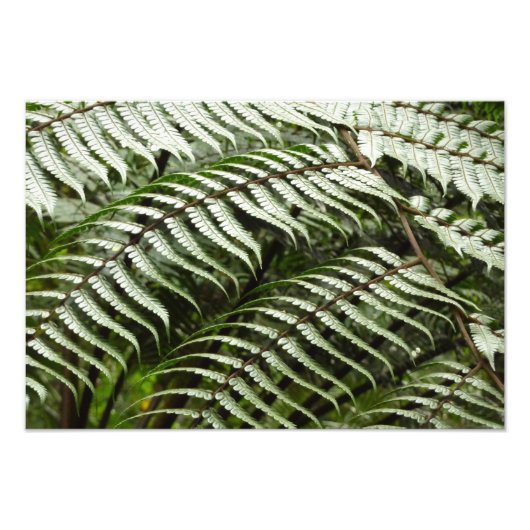 Impression Photo Fern Fronds II Dark Green Nature (Devant)