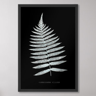 Impression Photo Fern - Gymnogramma Villosa - Effet de rayons X - 0