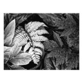 Impression Photo Ferne et feuillage Noir et blanc (Devant)
