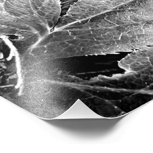 Impression Photo Ferne et feuillage Noir et blanc (Coin)