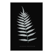 Impression Photo Ferne - Polypodyum Fraxinifolium - Effet de rayons (Devant)