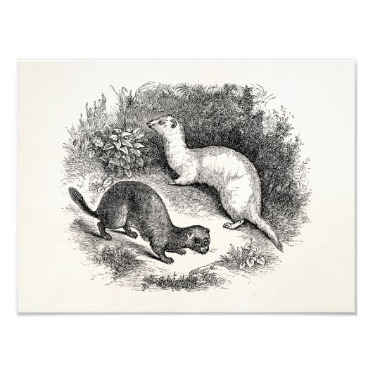 Impression Photo Ferret vintage 1800s Ferrets Weasels Minks (Devant)