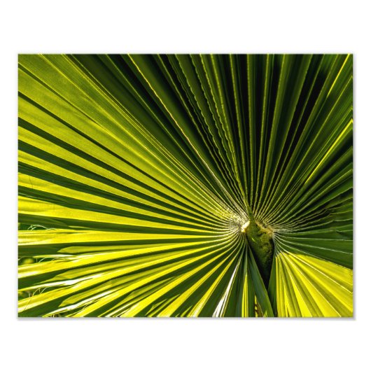Impression Photo Feuille 0749-Palm (Devant)
