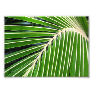 Impression Photo Feuille de palme verte Abstraite