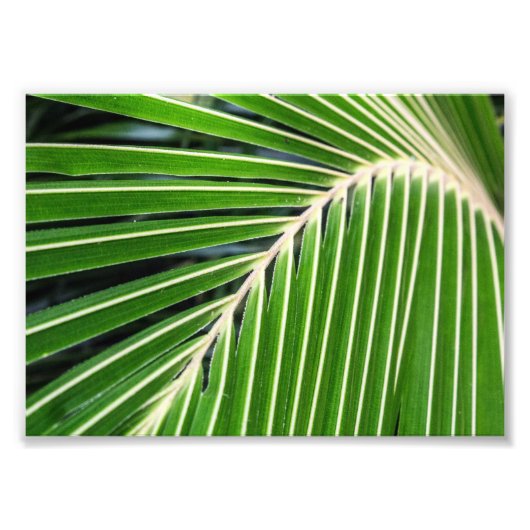 Impression Photo Feuille de palme verte Abstraite (Devant)