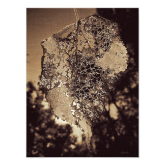 Impression Photo Feuille en décomposition
