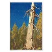 Impression Photo Feuille tombée par Maynard Dixon (Devant)