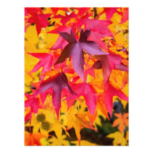 Impression Photo Feuilles Automne Rouge Et Jaune
