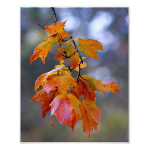 Impression Photo Feuilles d'automne