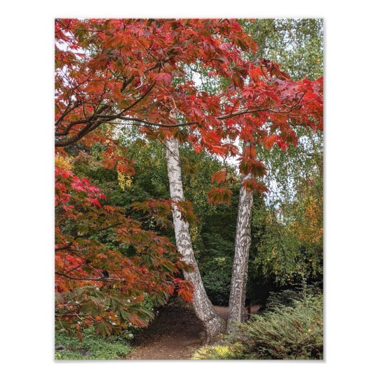 Impression Photo Feuilles d'automne colorées (Devant)