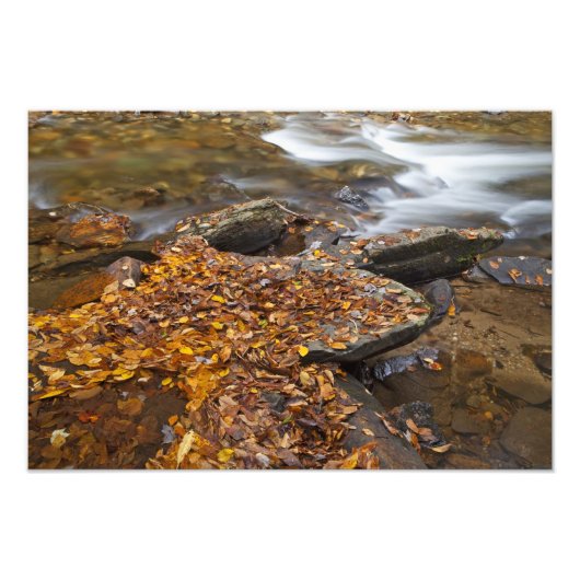 Impression Photo Feuilles d'automne le long de Looking Glass Creek (Devant)