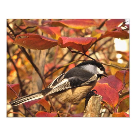 Impression Photo Feuilles d'automne Noir Blanc Chickadee Bird (Devant)