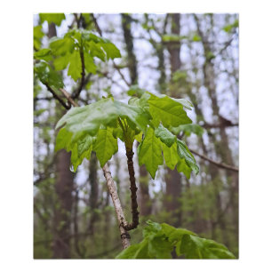 Impression Photo Feuilles de forêt après la pluie – Wild Nature Rom