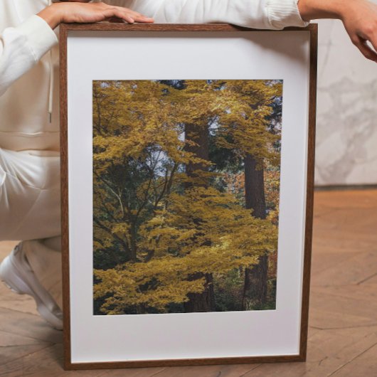 Impression Photo Feuilles de Maple Japonais Jaune Doré Botanique