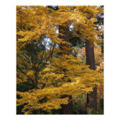Impression Photo Feuilles de Maple Japonais Jaune Doré Botanique (Devant)