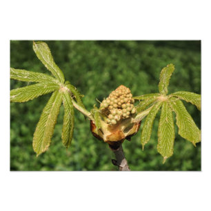 Impression Photo Feuilles de marrons de 19 po x 13 po