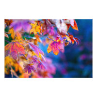 Feuilles d'érable japonais à couper le souffle