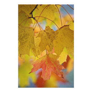 Impression Photo Feuilles d'érable rouges et jaunes, dans le sud
