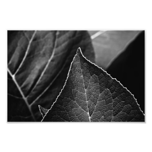 Impression Photo feuilles étant (Devant)