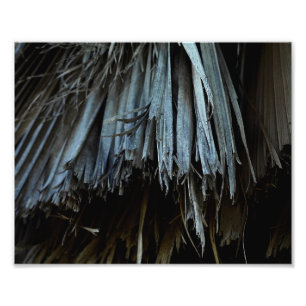 Impression Photo Feuilles Palm Tree