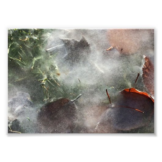 Impression Photo feuilles sous la glace (Devant)