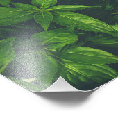 Impression Photo Feuilles Vertes Foncées (Coin)