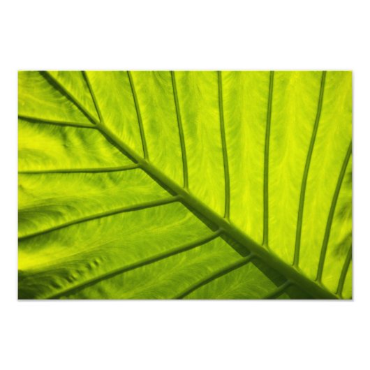 Impression Photo Feuilles vertes veinées de feuillage tropical dans (Devant)