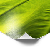 Impression Photo Feuilles vertes veinées de feuillage tropical dans (Coin)