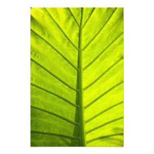 Impression Photo Feuilles vertes veinées de feuillage tropical dans