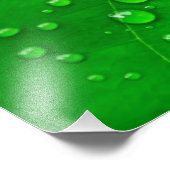 Impression Photo Feuilles verts (Coin)
