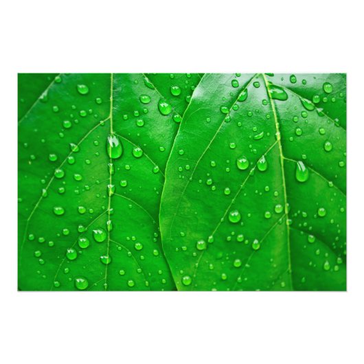 Impression Photo Feuilles verts (Devant)