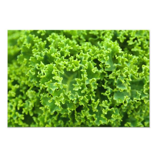 Impression Photo Feuilles verts, Arrière - plan feuille, feuille, f (Devant)