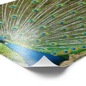 Impression Photo Fiers plumes de paon (Coin)