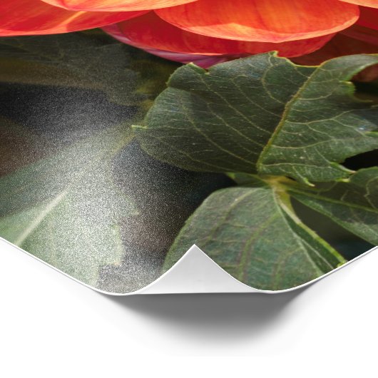 Impression Photo Fiery Dahlia (Coin)