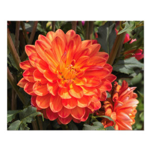 Impression Photo Fiery Dahlia