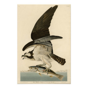 Impression Photo Fish Hawk, Osprey, d'Audubon's Birds of America