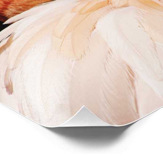 Impression Photo Flamant rose (Coin)