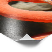 Impression Photo Flamant rose (Coin)