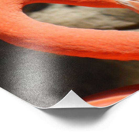 Impression Photo Flamant rose (Coin)