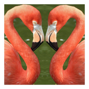 Impression Photo Flamant rose_20170701_by_JAMFoto