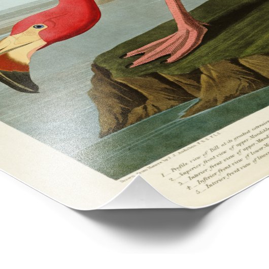 Impression Photo Flamant rose américain John Audubon Birds of Ameri (Coin)