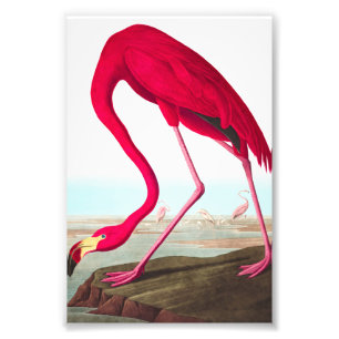 Impression Photo Flamant rose américain par John James Audubon
