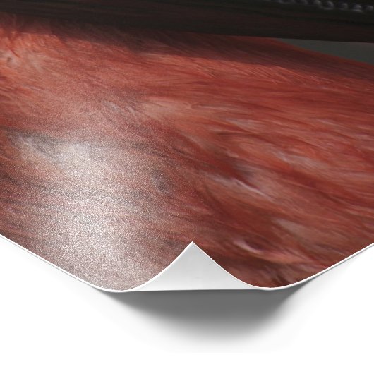 Impression Photo Flamant rose chilien, Phoenicopterus chilensis (Coin)