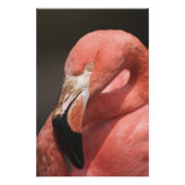 Impression Photo Flamant rose chilien, Phoenicopterus chilensis (Devant)